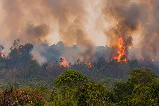 Ilustrasi Kebakaran Hutan