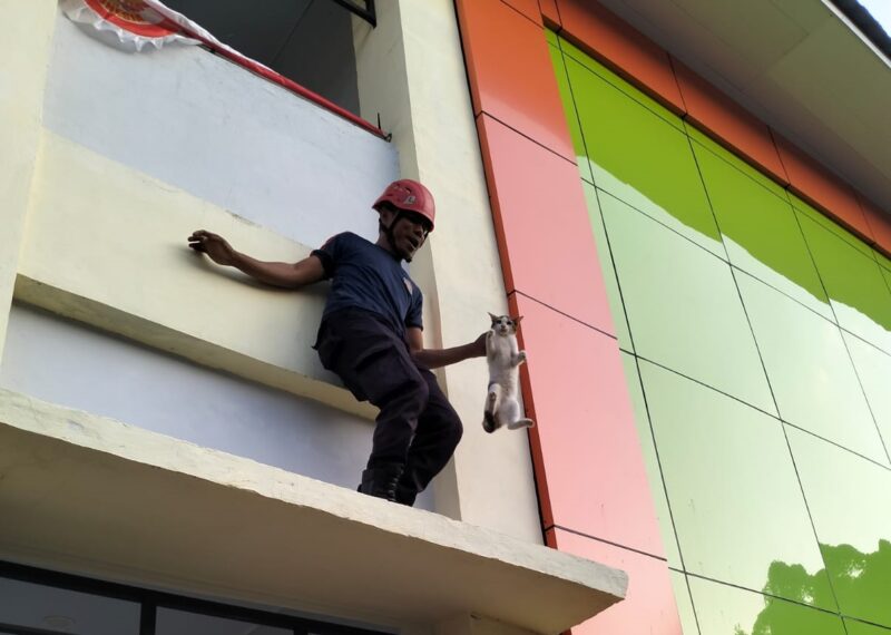 Proses evakuasi kucing di tempat tinggi oleh Damkar Bontang. (Ppid Disdamkartan Bontang)